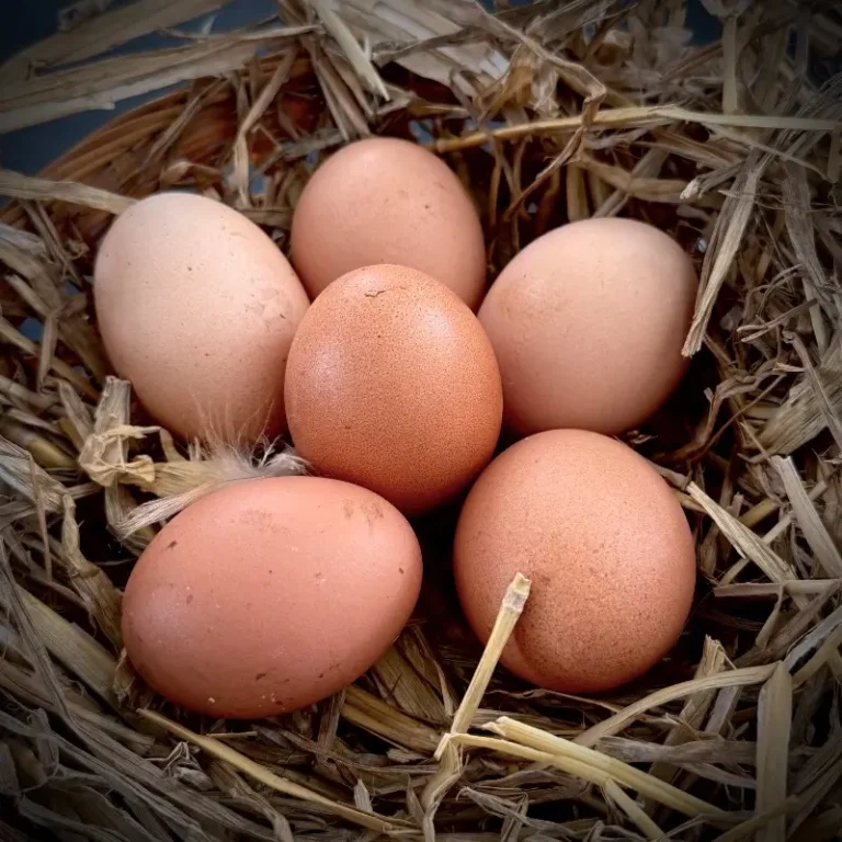 Fresh local, free range eggs, Banbury