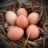 Fresh local, free range eggs, Banbury